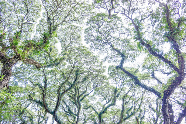 istock Lush branches of giant trembesi trees that give a magical impression 1492180561