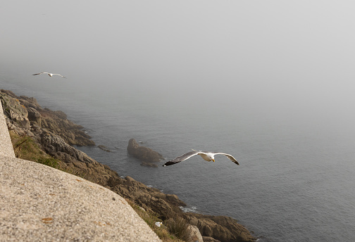 Two gulls fly along the ocean shore in the fog. Rocky shore with stones and green grass. Heavy fog is not visible in the distance.