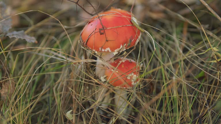 Coral fly-agaric fungi wildly sprouting. Fly agaric amanita muscaria toadstood mushroom with red cap and white warts. Close up.