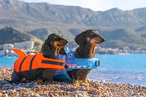 Two sleek dogs in life jackets against background of turquoise sea, mountains look into distance. Group of tourists before water trip put on protection. Active recreation, teaching children to swim