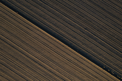 aerial view of young corn crops grwing under the sun in dry soil at sunset drone shot