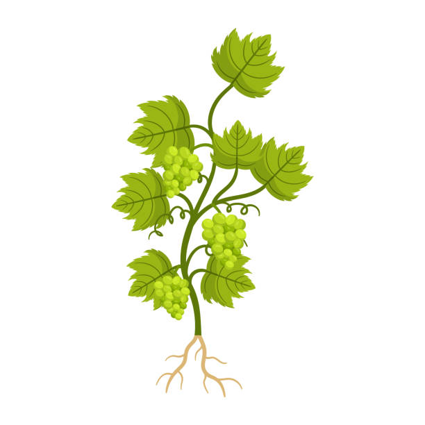 ilustrações, clipart, desenhos animados e ícones de planta de uvas com bagas maduras, folhas verdes e raízes. videira amadeirada caducifólia requer treliça para suporte - vector berry root leaf