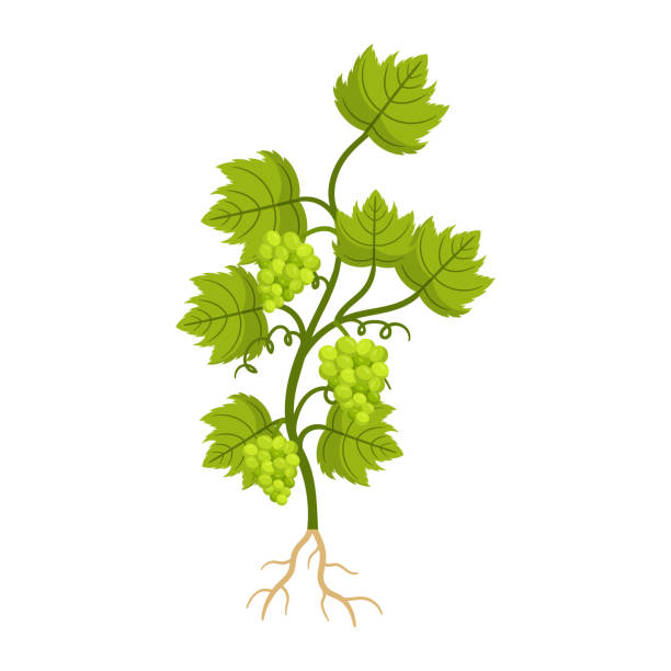Grapes Plant With Ripe Berries, Green Leaves And Roots. Deciduous Woody Vine Requires Trellising For Support Grapes Plant with Ripe Berries, Green Leaves and Roots. Deciduous Woody Vine Requires Trellising For Support, Prefers Well-drained Soil And Warm Climate For Optimal Growth. Cartoon Vector illustration cartoon of the saying goodbye stock illustrations