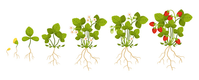 After Planting The Strawberry Seeds, The Plants Go Through A Timeline Of Germination, Seedling Stage, Flowering, Pollination, Fruit Development, And Ripe Strawberries. Cartoon Vector illustration