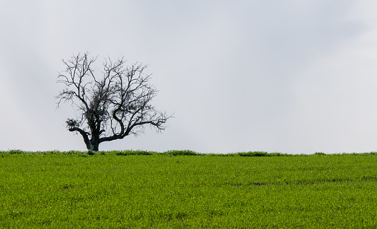 Landscape, Lonely tree in a green meadow on an overcast day