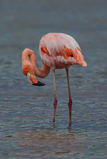 The American flamingo (Phoenicopterus ruber) is a large species of flamingo closely related to the greater flamingo. Ecuador; Galapagos Islands;  Galapagos Islands  National  Park. Punta Cormorant, Floreana Island.