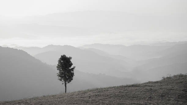 paysage noir et blanc avec arbre solitaire sur la colline et la vallée fond de brume couvert, processus de peinture à l’huile - white black tree fog photos et images de collection