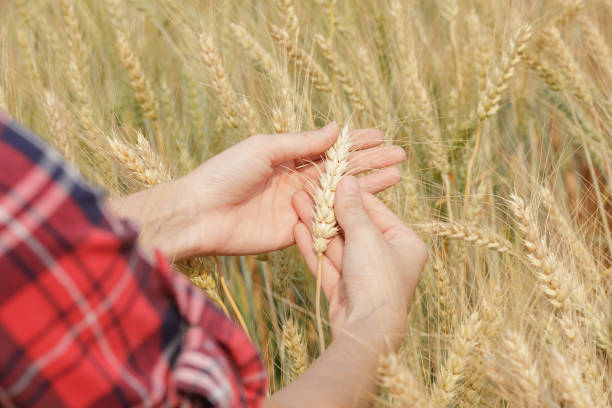 istock barley on hand farmers 1492183948