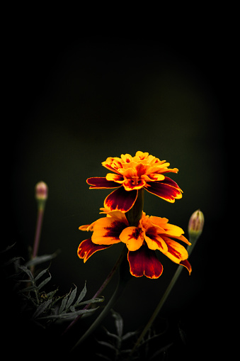 Mexican marigold, African marigold is a flowering annual herb that belongs to the Asteraceae family