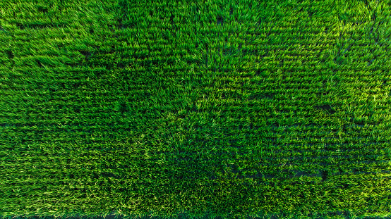 Aerial top view of the green rice fields nature agricultural farm background abstract, from drone