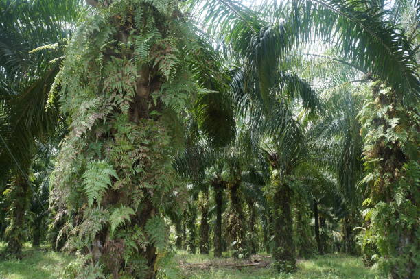 istock Oil palm plantation 1492184323
