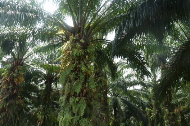 istock Oil palm plantation 1492185004