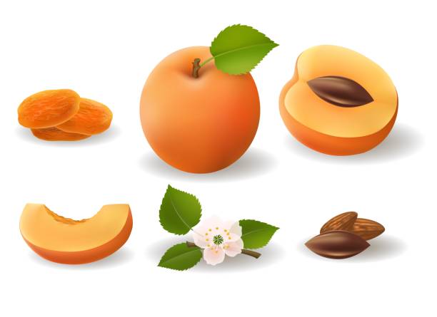 illustrations, cliparts, dessins animés et icônes de fleur et amandes d’abricots - abricot sec