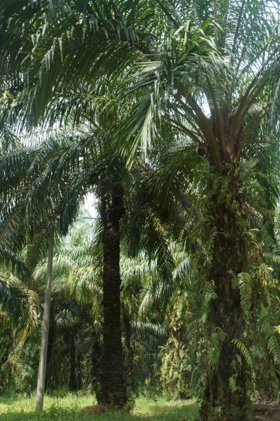 istock Oil palm plantation 1492185365