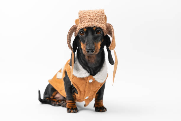 Pet dog in fur hat, sheepskin coat is warmly dressed for winter walk in forest stock photo