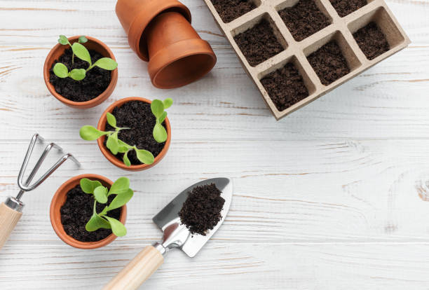 istock Gardening concept, planting at home 1492188577