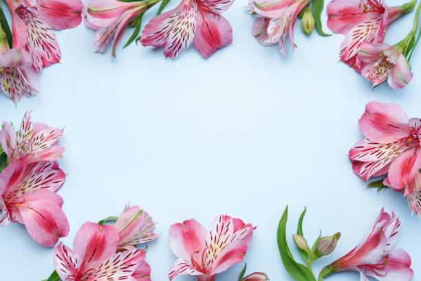 istock Beautiful Alstroemeria flowers on blue background 1492188586