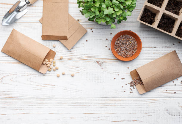 istock Gardening concept, planting at home 1492188592