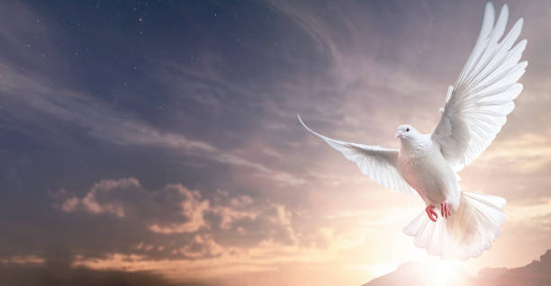 One White Dove freedom flying Wings on sunset wide sky background. symbol of International Day of Peace, Holy spirit of God in Christian religion heaven concept stock photo