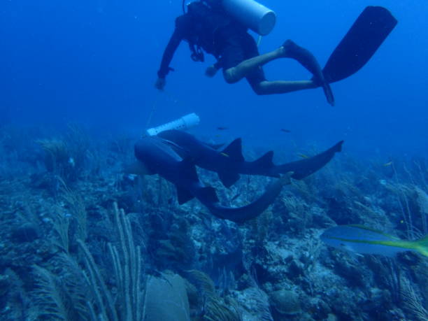 Scuba diver with nurse sharks