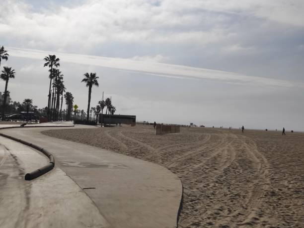 widok palm na plaży w santa monica w kalifornii - santa monica beach santa monica pier malibu california zdjęcia i obrazy z banku zdjęć