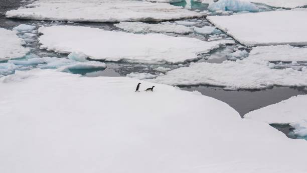 un paesaggio marino antartico, con i pinguini adelie che si muovono attraverso il ghiaccio marino che si rompe. - south china sea foto e immagini stock