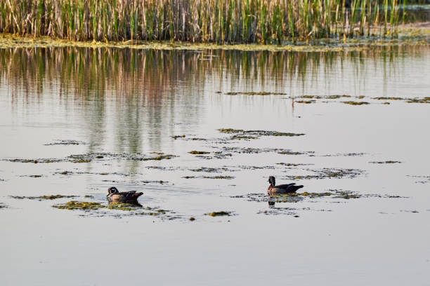 istock Two wood ducks Aix sponsa swimming on the lake 1492191310