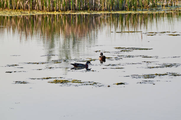 istock Two wood ducks Aix sponsa swimming on the lake 1492191312