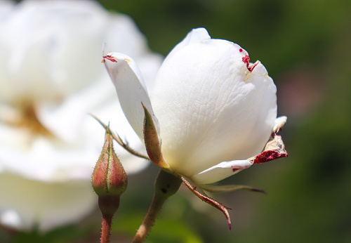 Lovely white roses Rosa Iceberg ( KORbin) rose in bloom. originally bred by Reimer Kordes,Germany,1958, Hybrid ,Floribunda rose ,also known as KORbin ,Fée des Neiges and Schneewittchen,One of the World's favourite roses ,inducted into the Rose Hall of Frame in 1983.