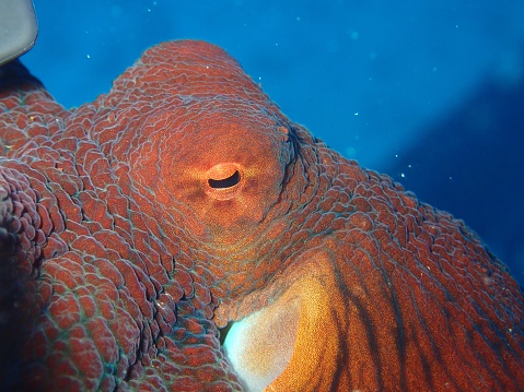 the Octopus underwater in aquarium, close up portrait detail