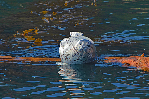Harbor Seal resting on a large log