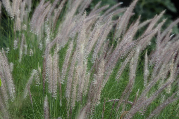 istock Flowering Grass, Mauritius, Indian Ocean, Africa 1492196674