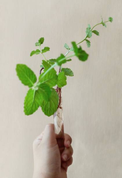istock Mint Tree | Fresh herbs organic plant with green color close up 1492197913