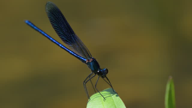 A male banded demoiselle resting on a plant in a small pond