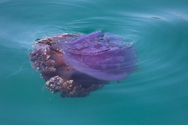 jellyfish cephea cephea at the surface of the water of the Pacific Ocean jellyfish cephea cephea at the surface of the water of the Pacific Ocean, surrounded by fish netrostoma setouchina stock pictures, royalty-free photos & images
