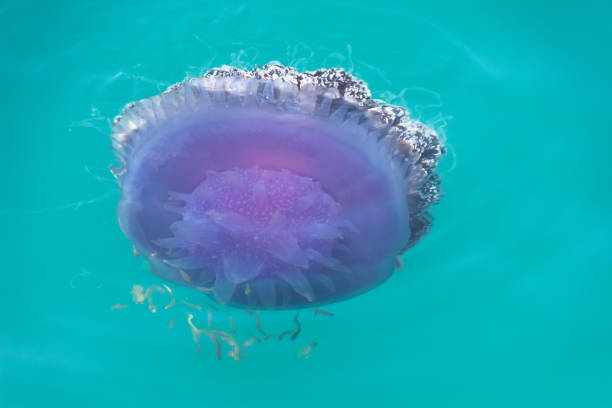 jellyfish cephea cephea at the surface of the water of the Pacific Ocean jellyfish cephea cephea at the surface of the water of the Pacific Ocean, surrounded by fish netrostoma setouchina stock pictures, royalty-free photos & images