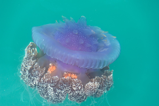 jellyfish cephea cephea at the surface of the water of the Pacific Ocean, surrounded by fish