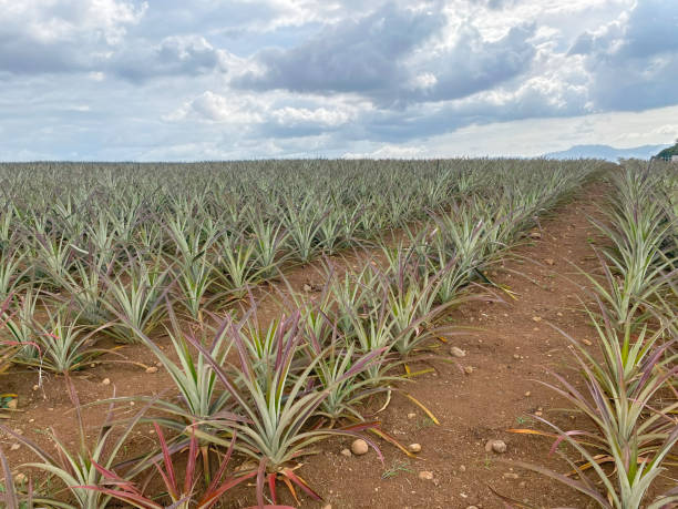 istock Pineapple plantation against a cloudy gray sky. 1492202504