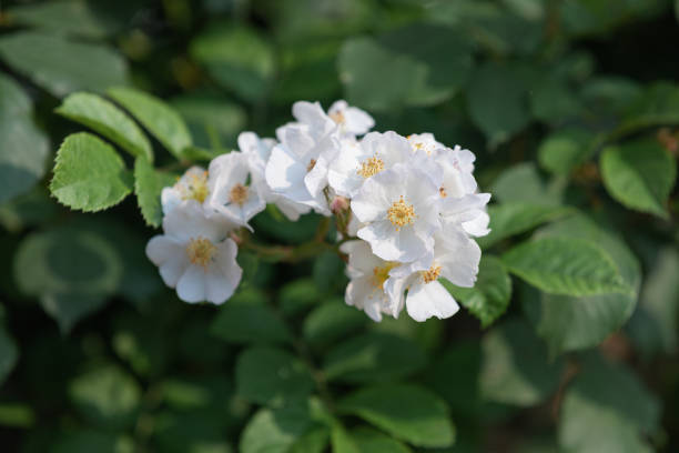 A small white flower found in the park. Baby brier, wild Rose, Rosa multiflora A small white flower found in the park. Baby brier, wild Rose, Rosa multiflora rosa multiflora stock pictures, royalty-free photos & images