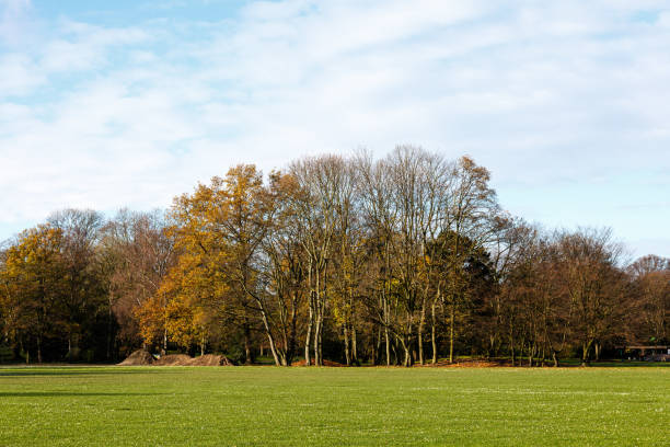 istock Trees, sky and field in a park 1492203316
