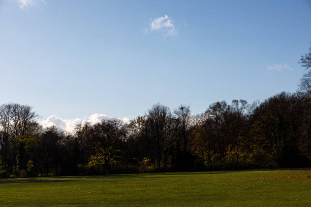 istock Trees, sky and field in a park 1492203317