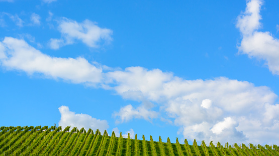 View of blue sky with clouds and vineyard in horizontal format