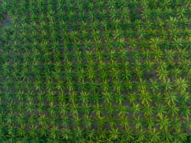 Top view aerial view of fertile oil palms, Aerial view of a forest of coconut tree pattern stock photo