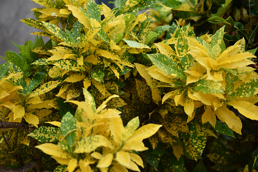 Large mound of bright golden yellow and green variegated foliage of Spindle Euonymus 'Emerald 'n' Gold'