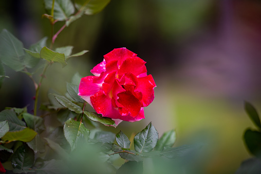 Deep pink Rosa 'Young Lycidas' bush rose in flower.