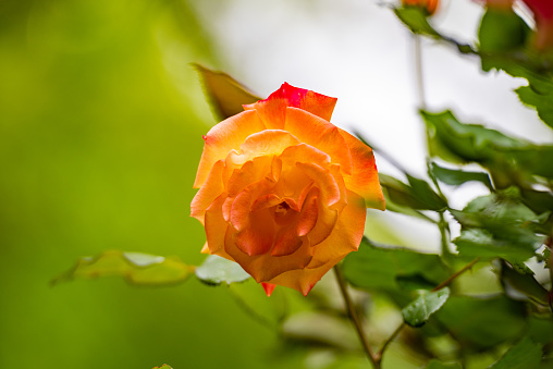 spring blooming rose flowers