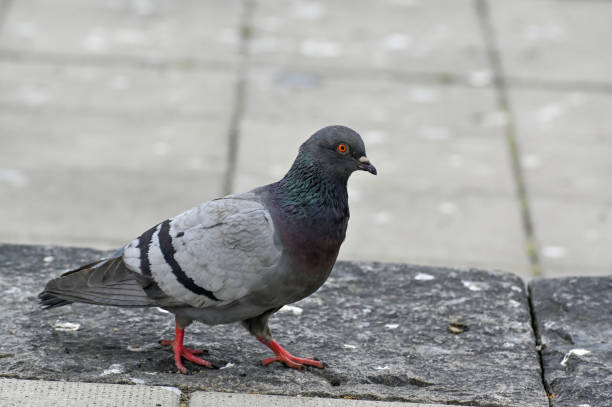 istock A dove walking around in Orebro city center 1492204617