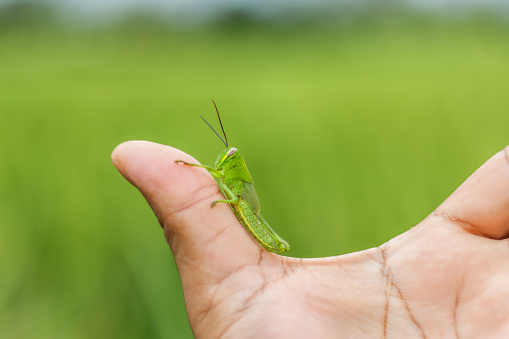 A leaf locust perched on an adult man's hand, blurry rice field background