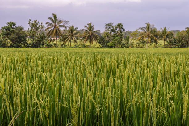 istock Overlay of rice plants (oryza sativa) in the rice fields 1492205789
