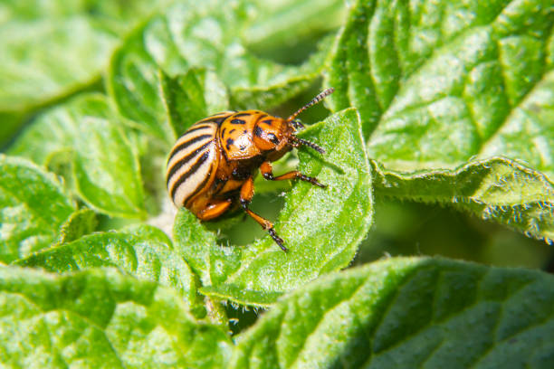 콜로라도 감자 딱정벌레는 감자 잎을 먹는다. 클로즈업. - brindled 뉴스 사진 이미지